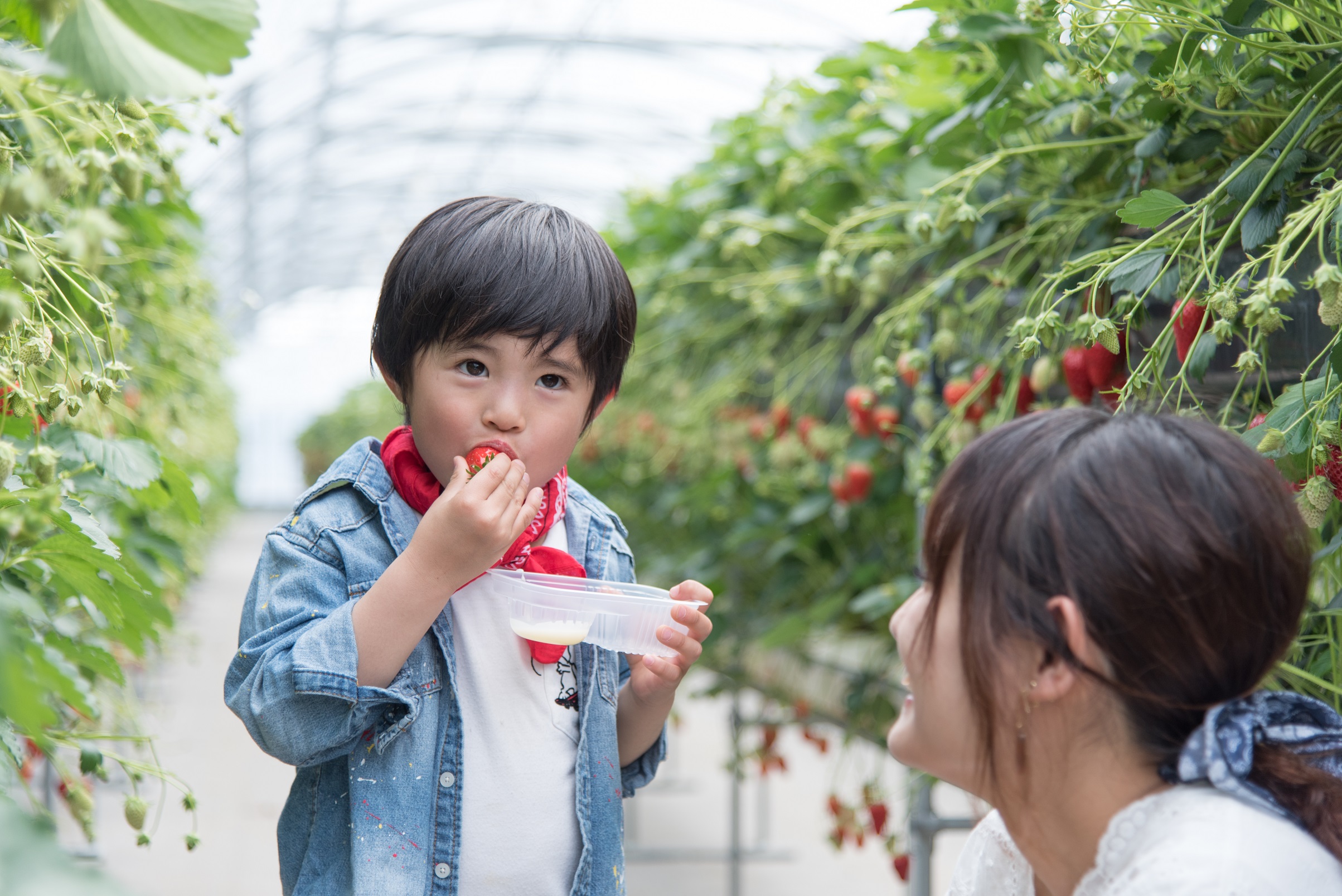 時之栖のいちご狩り